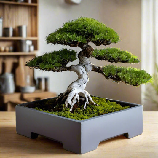 πΏ Minimalist Square Bonsai Pot β Modern Elegance for Your Indoor Garden 3D Printed In Multiple Color Options
