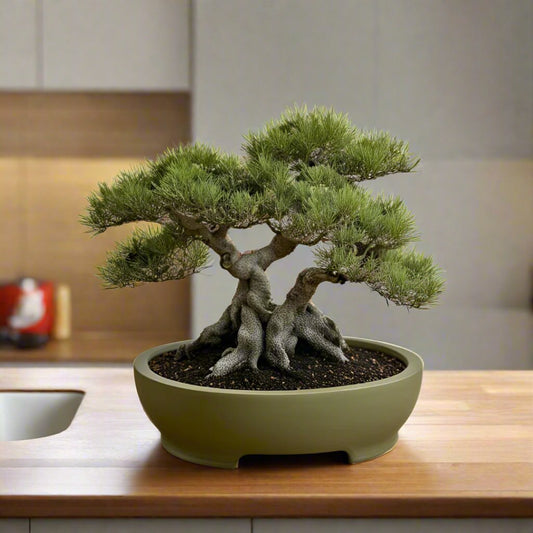 πΏ Elegant Round Bonsai Pot β Sophisticated Style for Your Indoor Garden 3D Printed In Multiple Color Options