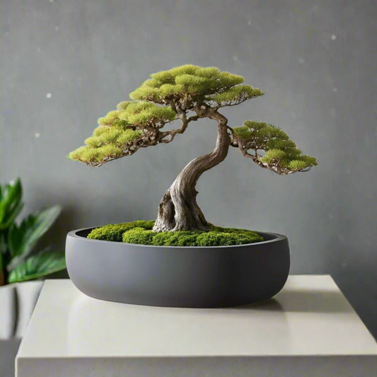πΏ Round Bonsai Pot β Modern Minimalist Planter for Bonsai, Succulents & Cacti 3D Printed In Multiple Color Options