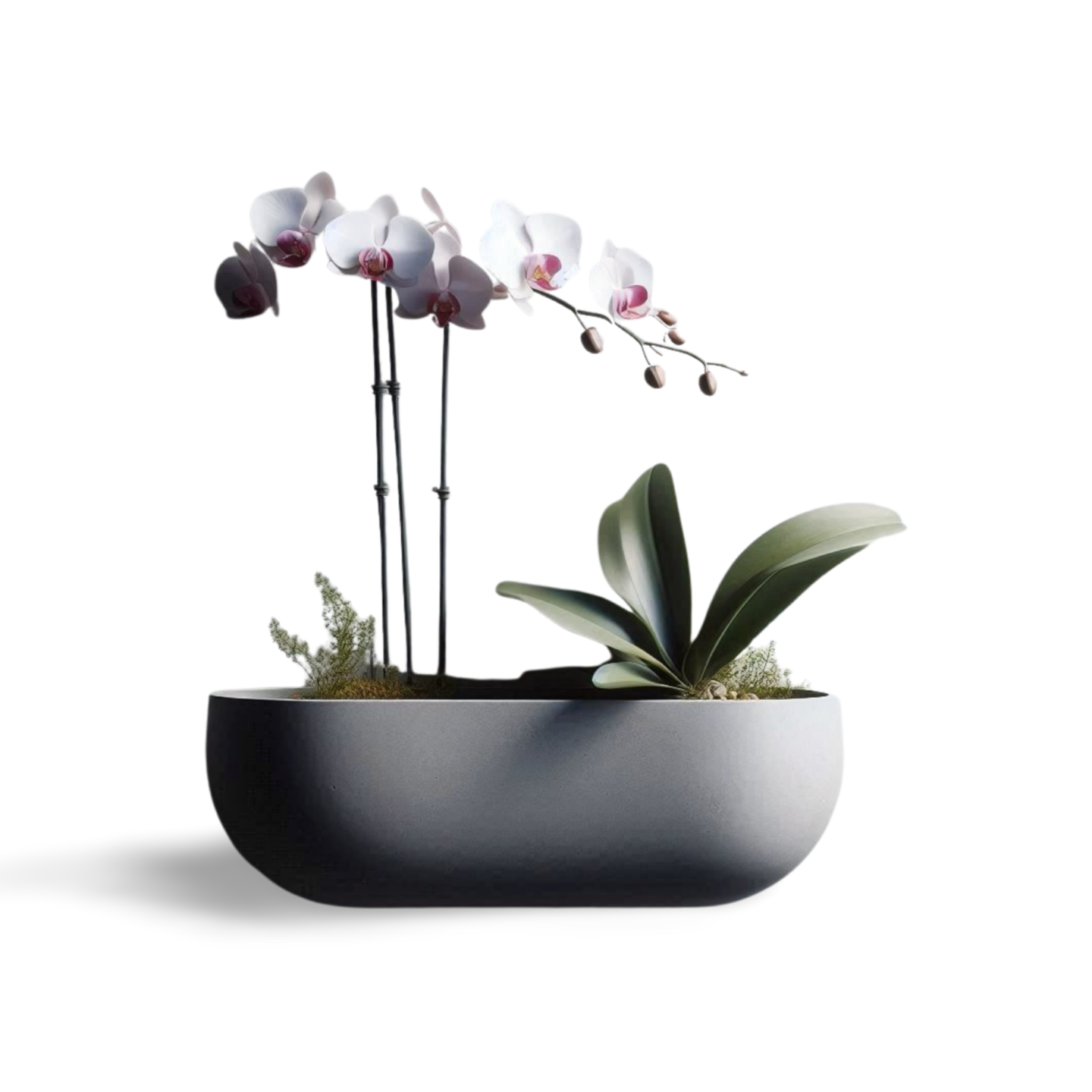 🌿 Floating Orchid Wall Planter – 3D-Printed Vertical Garden Art | Eco-Chic Decor 3D Printed In Multiple Color Options 🌸