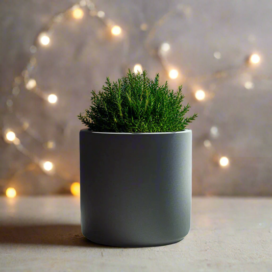 πΏ Round Succulent Planter β Modern Minimalism for Your Green Oasis 3D Printed In Multiple Color Options