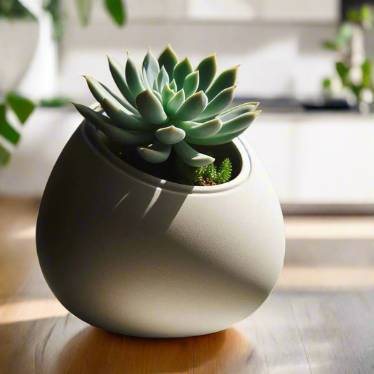 🥚 Egg-Shaped Succulent Planter – Modern 3D-Printed Home Decor | Minimalist Elegance 3D Printed In Multiple Color Options🌵✨