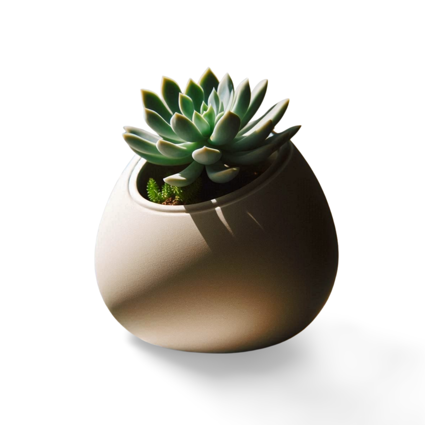 🥚 Egg-Shaped Succulent Planter – Modern 3D-Printed Home Decor | Minimalist Elegance 3D Printed In Multiple Color Options🌵✨