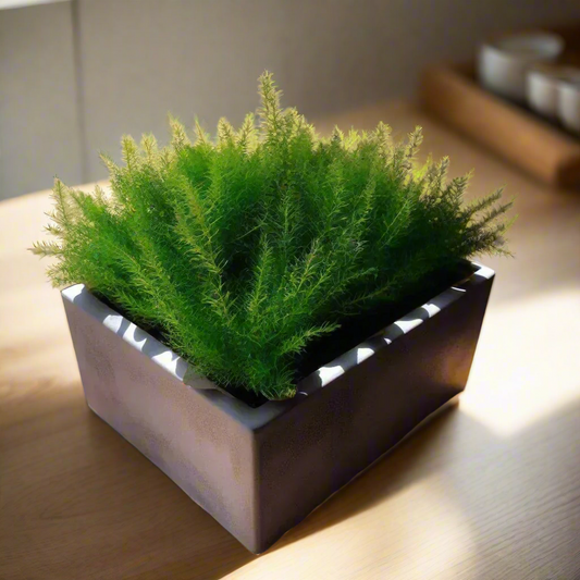π΅ Square Succulent Planter β Modern Minimalism for Your Greenery 3D Printed In Multiple Color Options