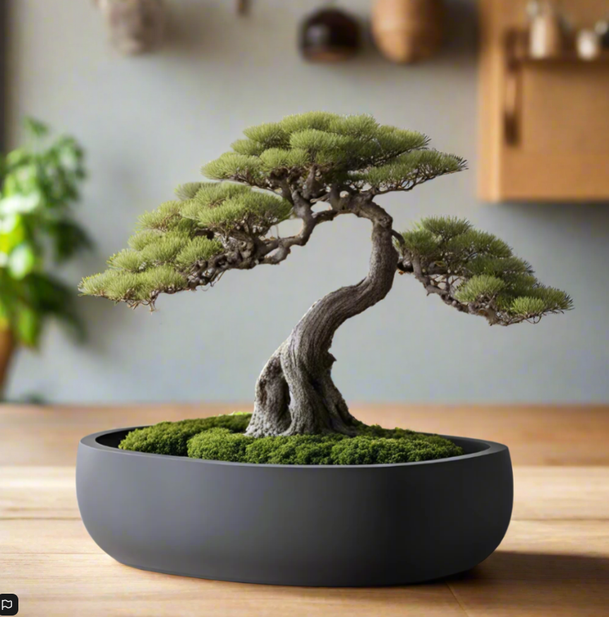 πΏ Round Bonsai Pot β Modern Minimalist Planter for Bonsai, Succulents & Cacti 3D Printed In Multiple Color Options
