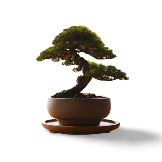 Curved Bonsai Pot with Drainage Hole | Modern Design |Customizable | 50+ Colors | 3D Printed