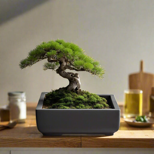 🌿 Square Bonsai Pot – Modern Minimalist Planter for Bonsai, Succulents & Cacti 3D Printed In Multiple Color Options