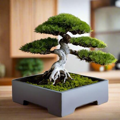 Minimalist Square Bonsai Pot for Bonsai, Succulents & Cacti |Customizable | 50+ Colors | 3D Printed