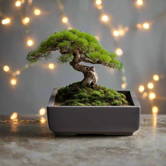 🌿 Square Bonsai Pot – Modern Minimalist Planter for Bonsai, Succulents & Cacti 3D Printed In Multiple Color Options