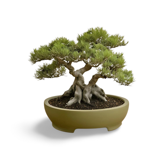 Elegant Round Bonsai Pot | Modern 8" Planter for Bonsai, Succulents, Cacti |Customizable | 50+ Colors | 3D Printed