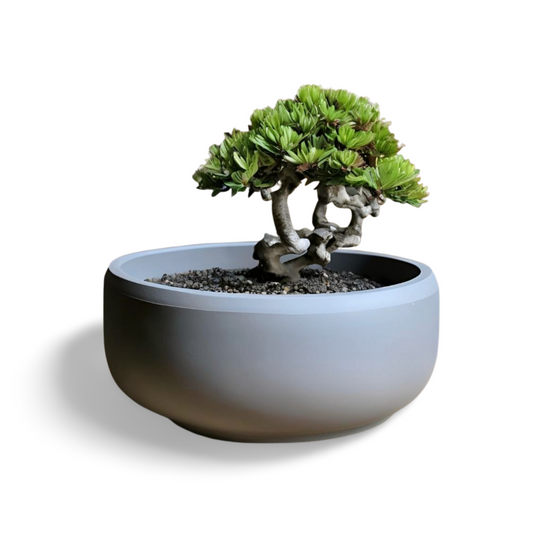 Flat Design Bonsai Pot | 6" Modern Bonsai Planter |Customizable | 50+ Colors | 3D Printed