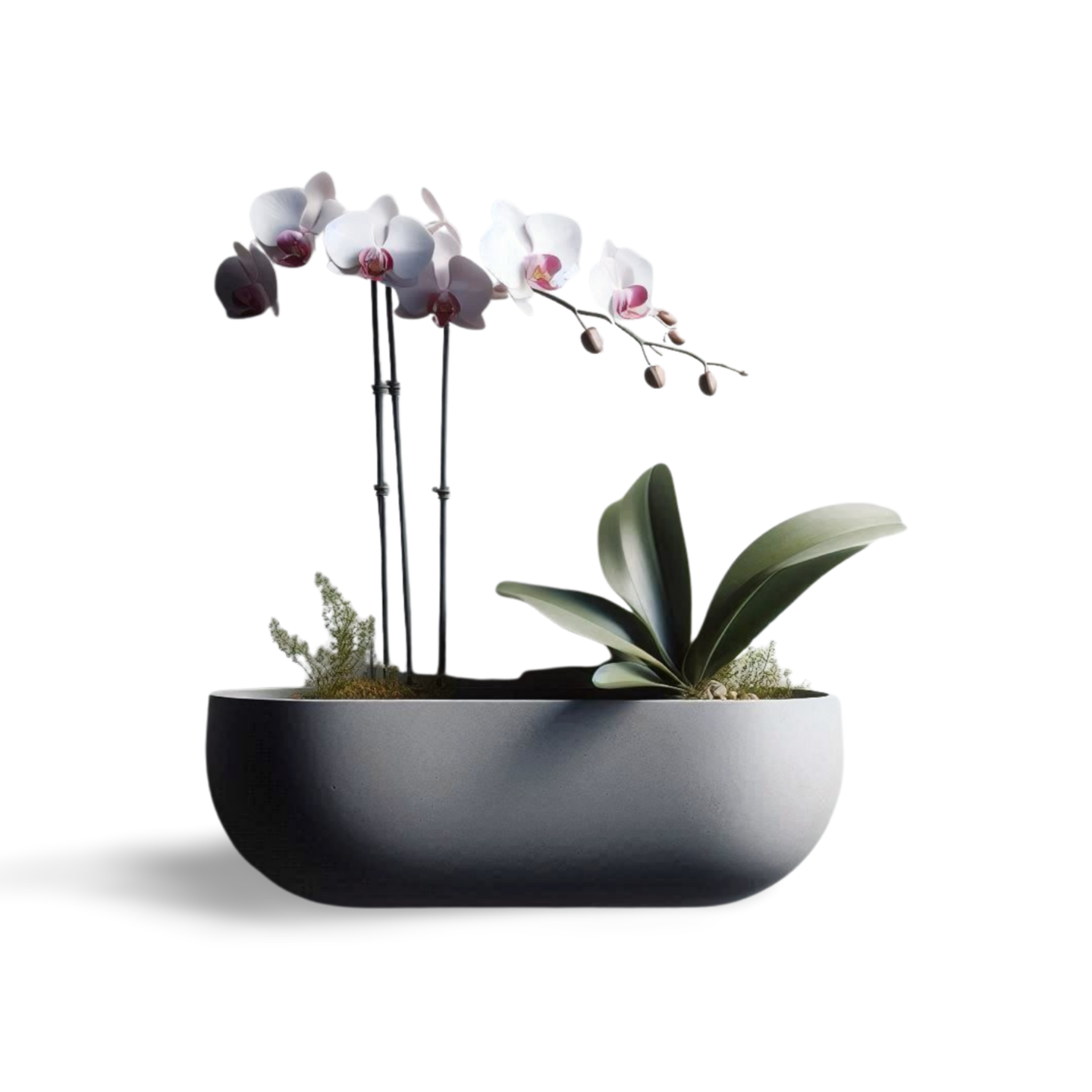 Wall Hanging Orchid Plant Pot, Home Decor | Customizable | 50+ Colors | 3D Printed