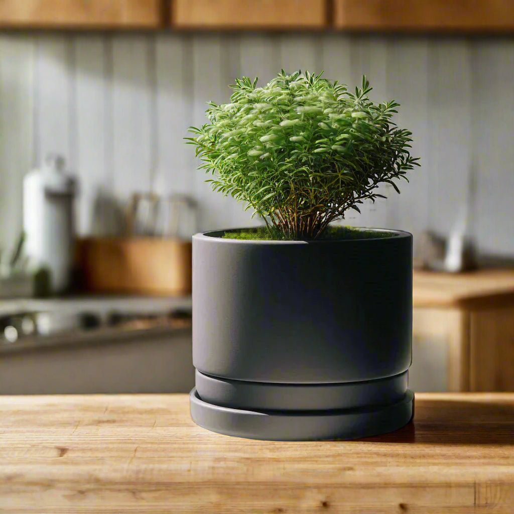 🌿 Modern Minimalist Planter with Bottom Bowl – Sleek Design for Effortless Indoor Gardening