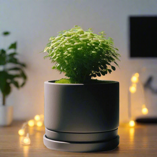 🌿 Modern Minimalist Planter with Bottom Bowl – Sleek Design for Effortless Indoor Gardening