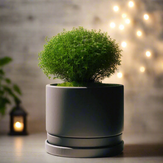 🌿 Modern Minimalist Planter with Bottom Bowl – Sleek Design for Effortless Indoor Gardening