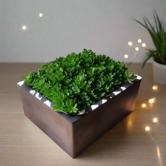 🌵 Square Succulent Planter – Modern Minimalism for Your Greenery 3D Printed In Multiple Color Options