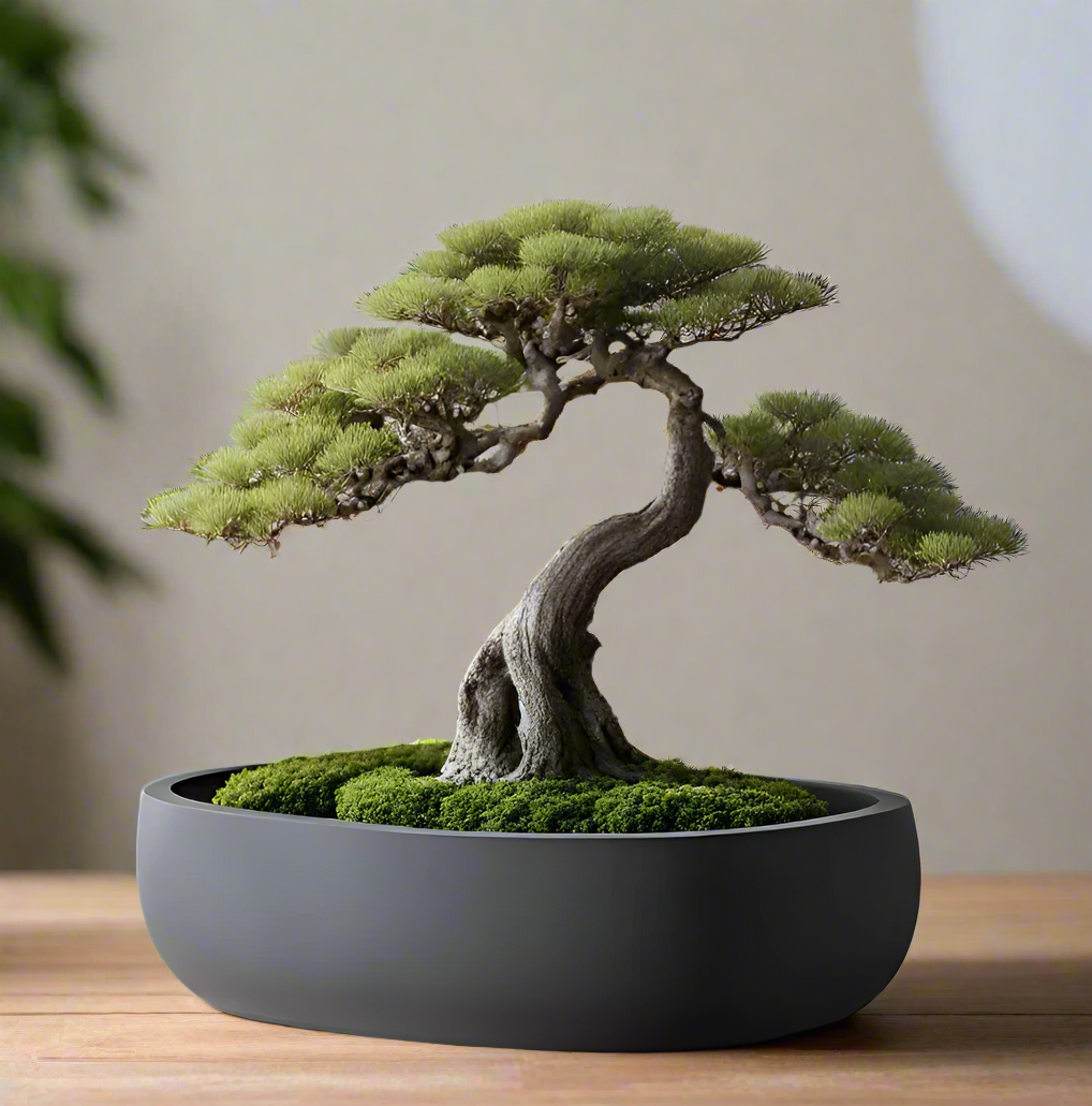 🌿 Round Bonsai Pot – Modern Minimalist Planter for Bonsai, Succulents & Cacti 3D Printed In Multiple Color Options