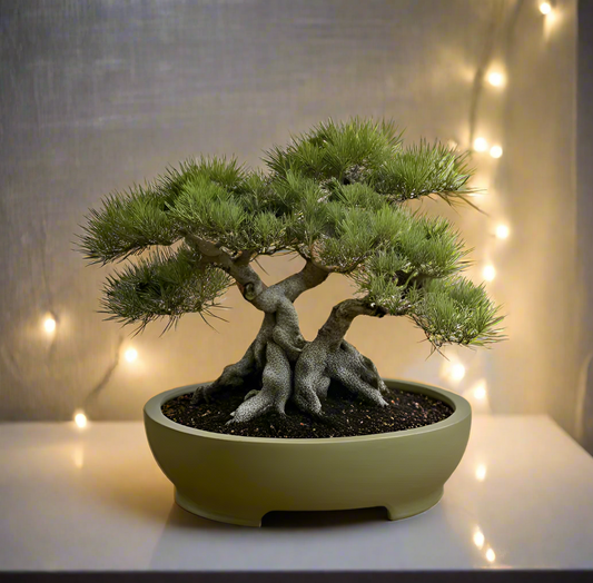 🌿 Elegant Round Bonsai Pot – Sophisticated Style for Your Indoor Garden 3D Printed In Multiple Color Options