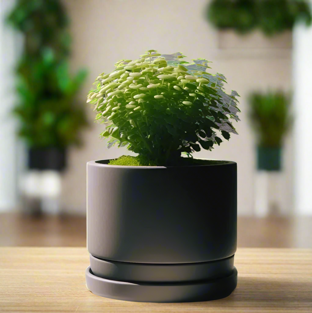 🌿 Modern Minimalist Planter with Bottom Bowl – Sleek Design for Effortless Indoor Gardening