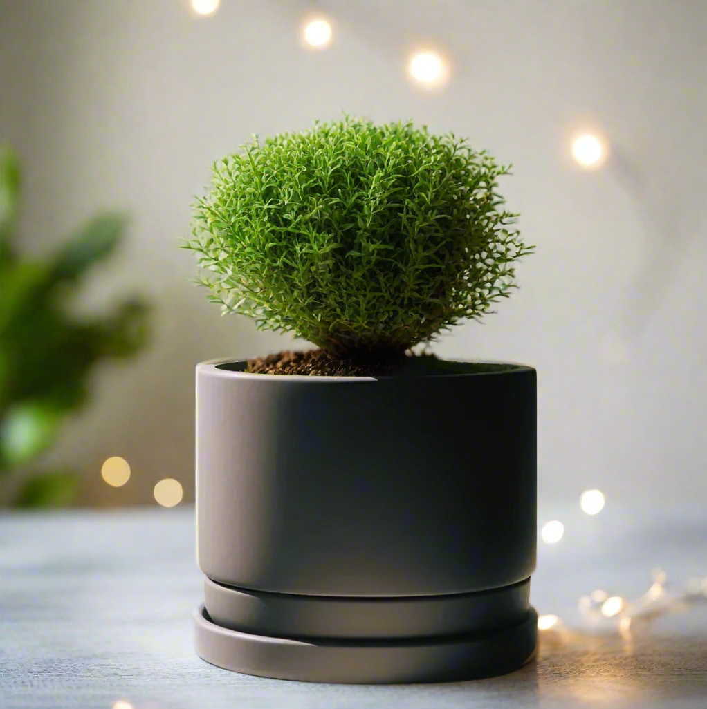 🌿 Modern Minimalist Planter with Bottom Bowl – Sleek Design for Effortless Indoor Gardening