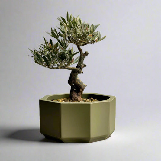 Octagonal Bonsai Pot | Modern Design |Customizable | 50+ Colors | 3D Printed